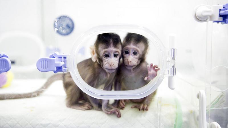 Clone Monkeys