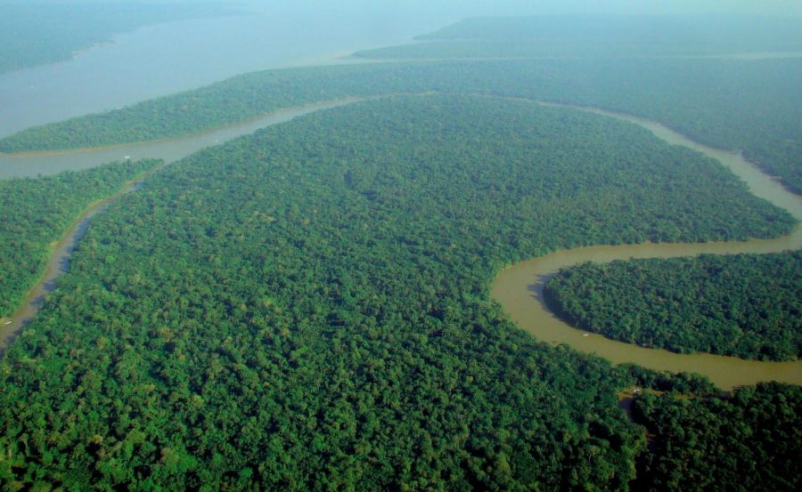 Amazon Rainforest Pic
