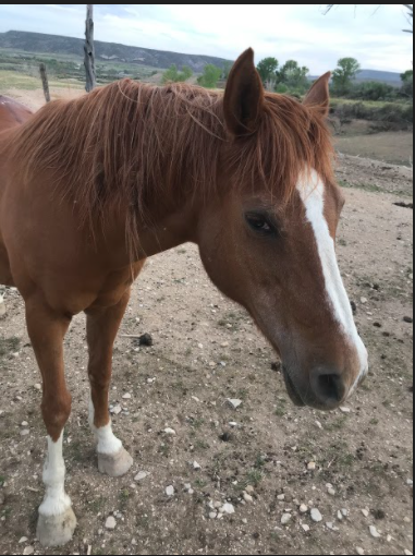 115 Wild Horses Die in  Outbreak at the Canon City Horse Facility