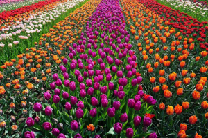 Tulips in a field 